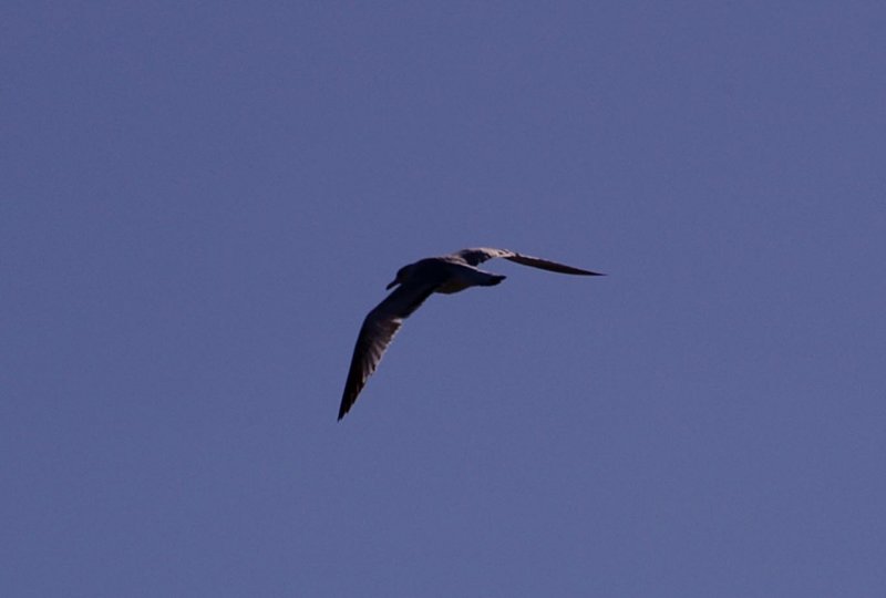 Larus_occidentalis_Western_Gull.jpg