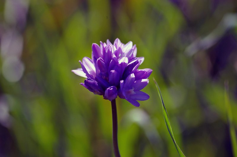 Dichelostemma_capitatum.jpg