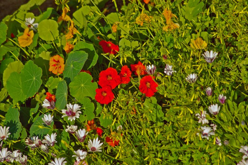 Garden_5.jpg