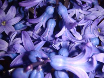 becky's hyacinth