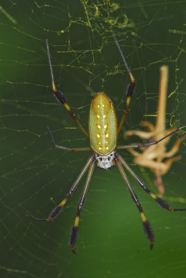 crbug-1-20.jpg