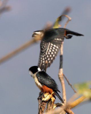 Collared Falconets