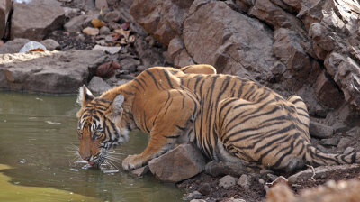 ranthambore_april_09