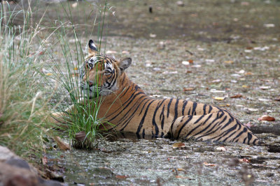 ranthambore_april_09