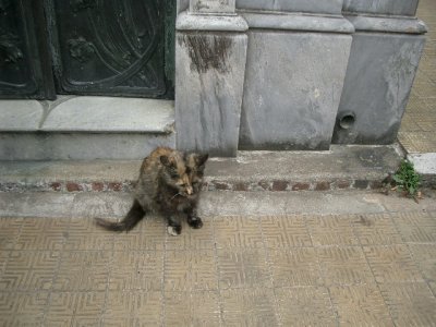Recoleta cat