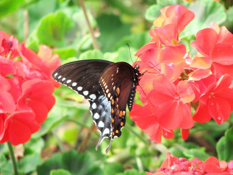 black swallowtail