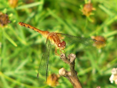 dragon fly