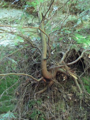 roots and branches