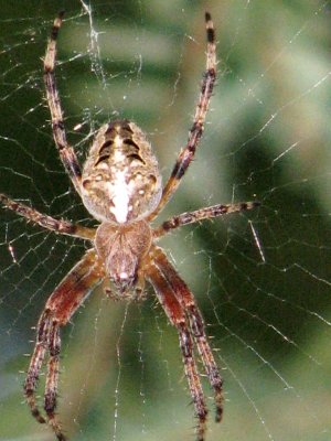 park spider