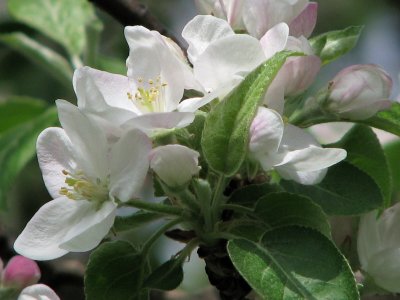 more apple blossoms