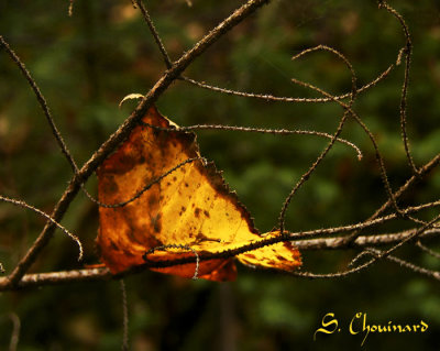 Lumire d'automne - Fall Light