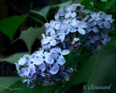 Lilas bleu  - Blue Lilac