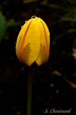 Tulipe jaune - Yellow tulip