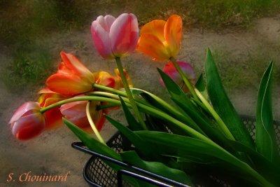 Bouquet de printemps - Spring bunch