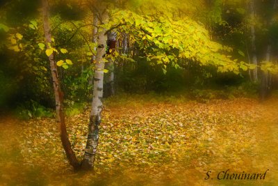 Murmure d'automne - Fall whisper