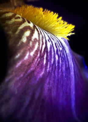 Iris de nuit  - Night Iris