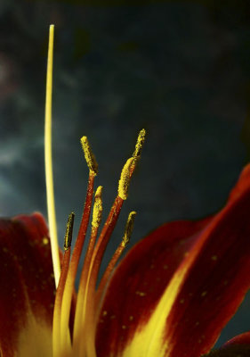 Etamines - Stamens