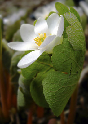 Sanguinaria Canadensis 2