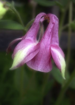 Ancolie rose 1 - Pink columbine 1