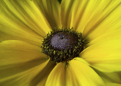 Rudbeckia