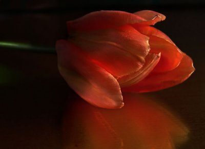 Tulipe orange