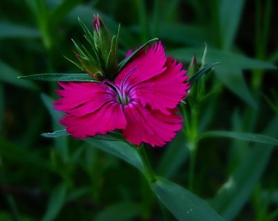 Oeillet dans mon jardin - Dianthus in my garden