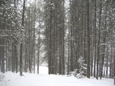 Fort borale - Boreal forest