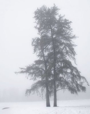 Grands pins dans la brume - Pine trees in the mist.