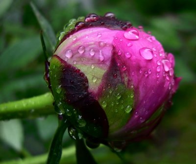 Pluie printanire - Spring rain