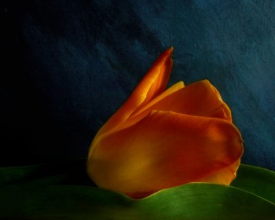 Tulipe - Tulip