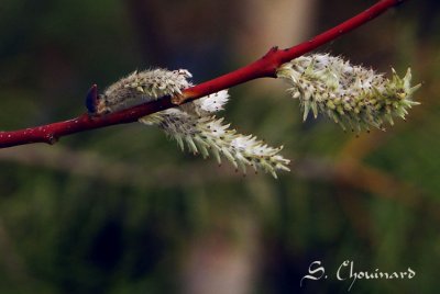 Bourgeons printaniers - Spring Buds