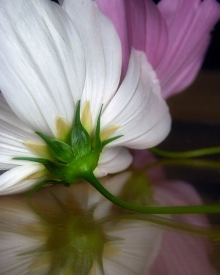 Cosmos Reflections