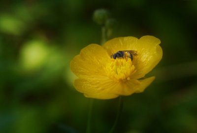 Bouton d'or - Buttercup