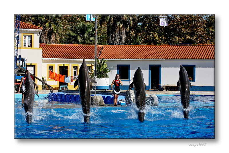 Dolphins show