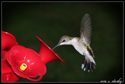 IMG_1985_color_web.jpg