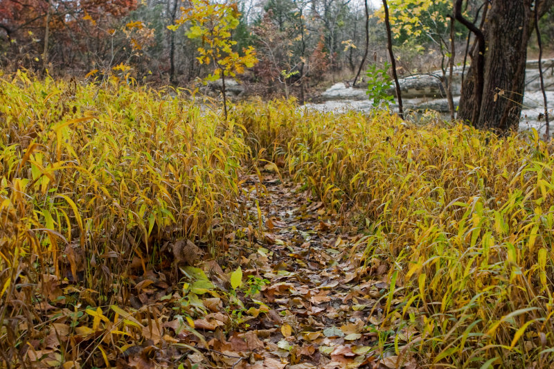 trail of leaves