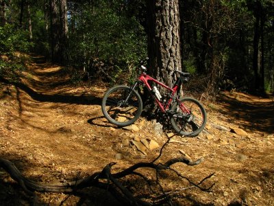 Cobb Mountain Forest