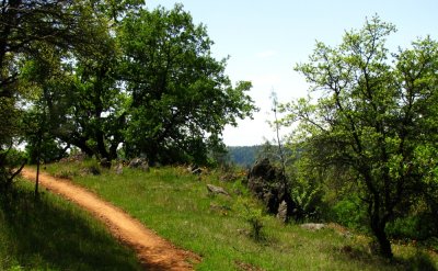 Singletrack & Wildflowers- near Auburn, CA