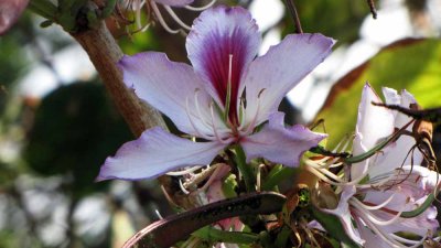 Bauhinia Veriegata L.