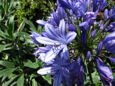 Agapanthus Praecox