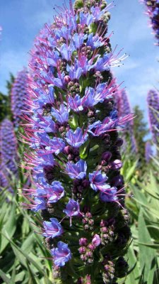 Echium Candicans