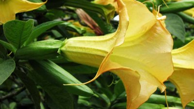 BRUGMANSIA  CANDIDA