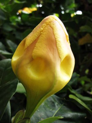 SOLANDRA MAXIMA