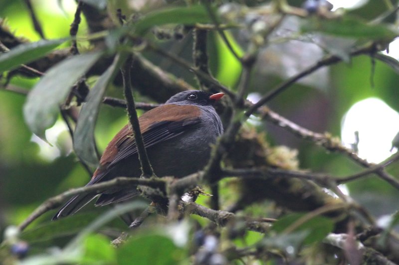 Varied Solitaire (Myadestes coloratus)