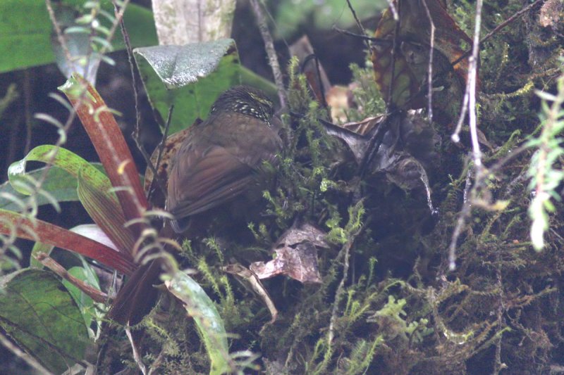Beautiful Treerunner (Margarornis bellulus)