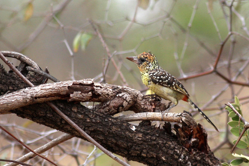 dArnauds Barbet (Trachyphonus darnaudii)