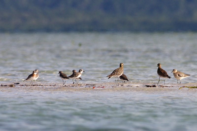 Mongolian Plover (Charadrius mongolus) and Pacific Golden Plover (Pluvialis fulva)