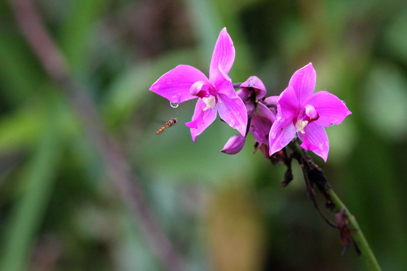 Pleated Leaf Spathoglottis (Spathoglottis plicata)