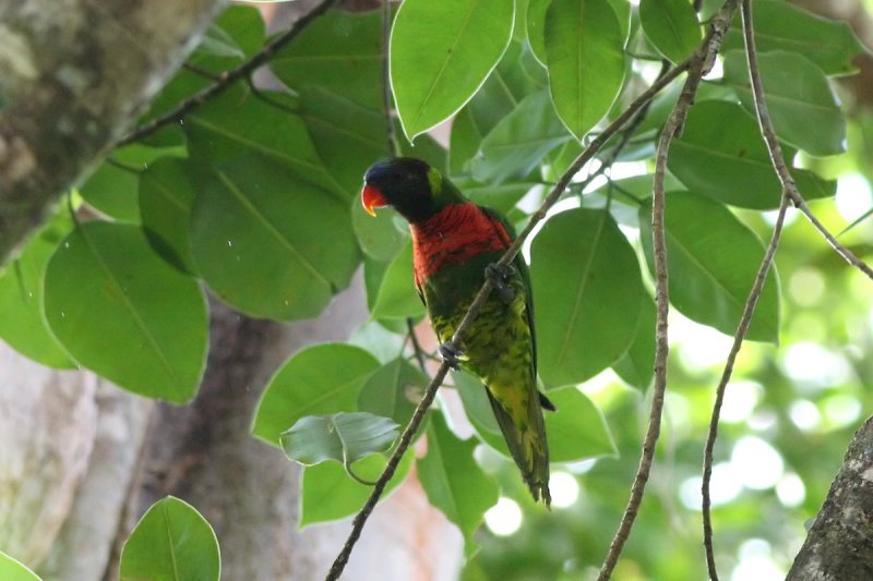Coconut Lorikeet (Trichoglossus haematodus massena)