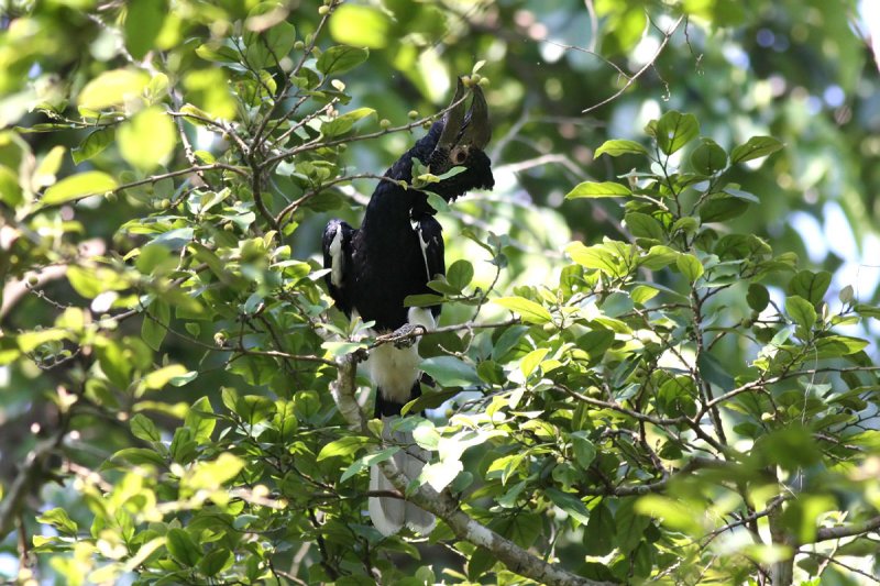 Black-and-white Casqued Hornbill (Bycanistes subcylindricus)